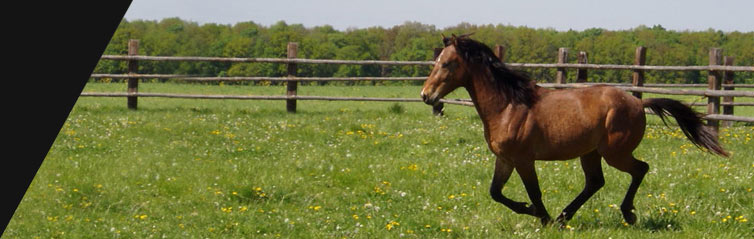 Appaloosa horse in ranch, Martinsdale, Montana, USA